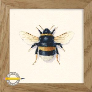 Lys jordhumle. Bombus lucorum. Almindelig i Danmark