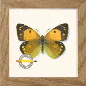 Orange hø sommerfugl. Almindelig dansk sommerfugl. Botanisk illustration fra Lund & Nielsen.