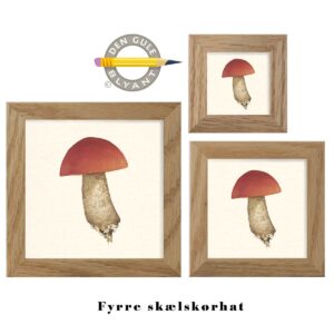 Fyrre skørhat. Spisesvamp fra den danske natur. Illustreret af Martin Gekko fra Lund & Nielsen.