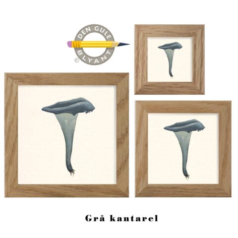Grå kantarel. Fin illustration i kunsttryk fra Lund Og Nielsen.