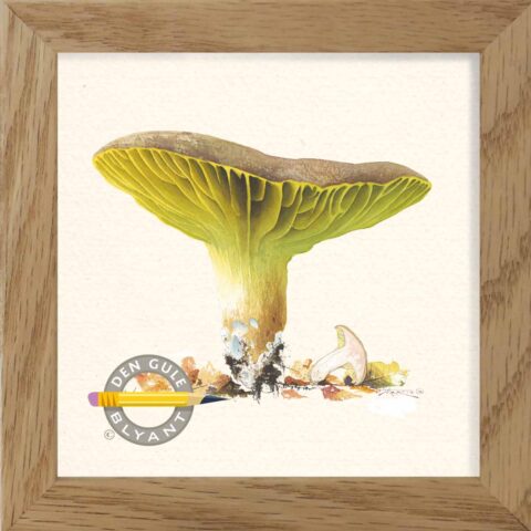 Lamel rørhat, også kendt som Lactarius volemus, er en spiselig svamp. Flot akvarel illustration som print i massiv egetræs ramme. God gaveide.