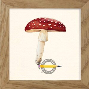 Rød fluesvamp, på latin Amanita muscaria. Akvarel illustration fra Lund og Nielsen. Findes i Danmark.