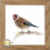 Akvarel illustration af Stillits - Carduelis carduelis, malet af Martin GEKKO NIelsen, fra Den gule blyant.