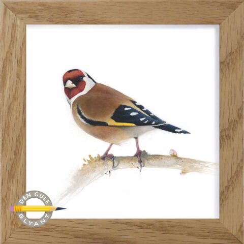 Akvarel illustration af Stillits - Carduelis carduelis, malet af Martin GEKKO NIelsen, fra Den gule blyant.
